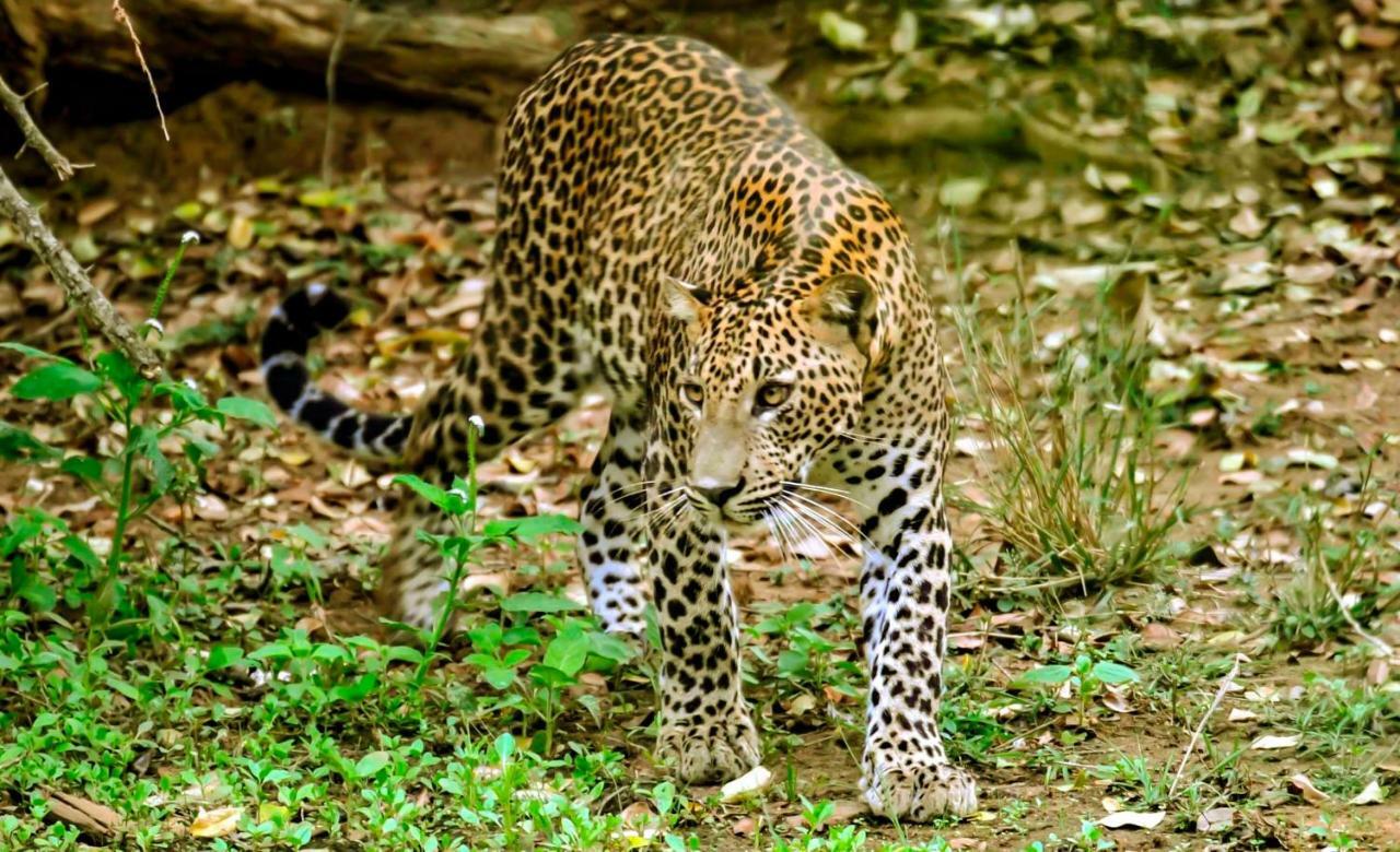 ホテル アラナ ヤラー ヤーラ エクステリア 写真